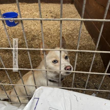 Photo 1/1 Found dog Found in Virgil