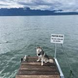 Picture of dog lost at Livry Gargan