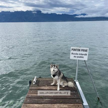 Photo 1/1 Uzy Chien lost in Livry gargan