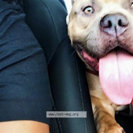 Photo 1/1 Rico Dog lost in Austin