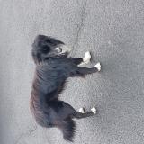 Picture of dog found at Urrugne