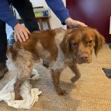 Picture of dog found at Bordeaux