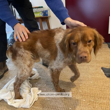 Photo 1/1 Found dog Found in Bordeaux