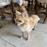 Picture of dog lost at La Reole