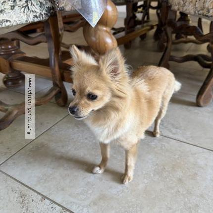 Photo 1/1 Cally Chien lost in La reole