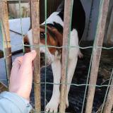 Picture of dog lost at Saint Maurice D Ibie