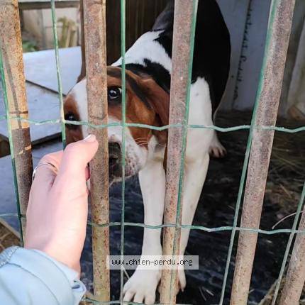 Photo 1/1 Vanille Chien lost in Saint maurice d ibie