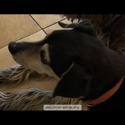 Photo 1/1 Croc Chien lost in Joncherey