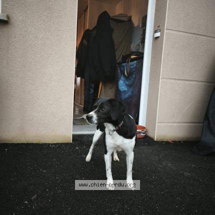 Photo 1/1 Found dog Found in Saint jean sur couesnon