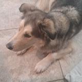 Picture of dog found at Montreal