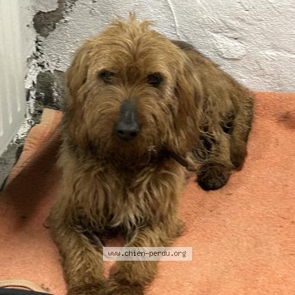 Photo 1/1 Reunited dog Found in Macon