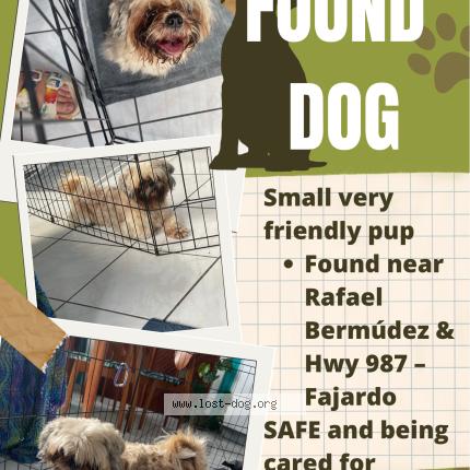 Photo 1/1 Reunited dog Found in Fajardo