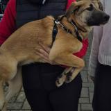 Picture of dog lost at Halluin