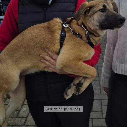 Photo 1/1 Aya Chien lost in Halluin