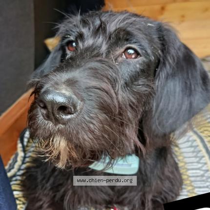 Photo 1/1 Pinot Chien lost in St martin de riberac