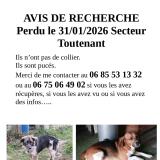 Picture of dog lost at Toutenant