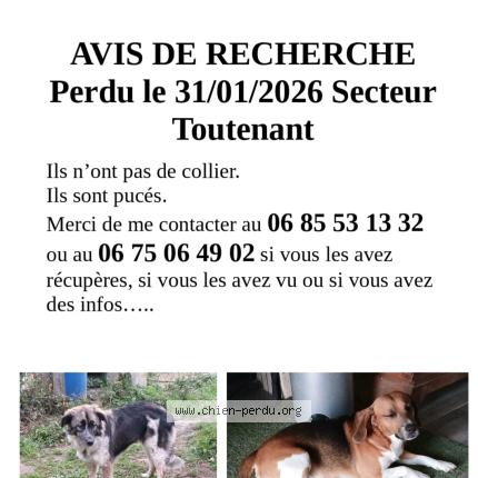 Photo 1/1 Sorgho Chien lost in Toutenant
