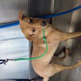 Picture of dog lost at Houston