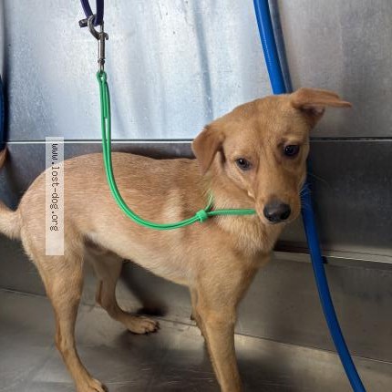 Photo 1/1 Denji De’shawn Xan Joi Dog lost in Houston