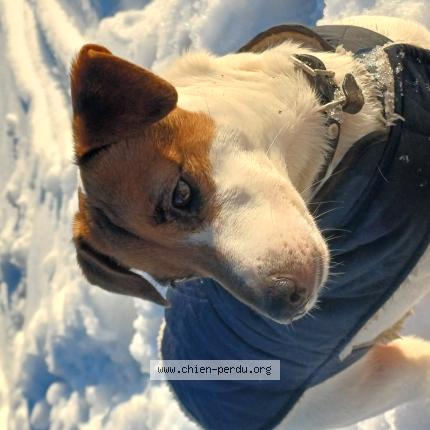 Photo 1/1 Reunited dog Lost in Le clerjus