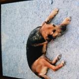 Picture of dog lost at Saint Laurent Du Mottay