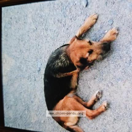 Photo 1/1 Noisette Chien lost in Saint laurent du mottay