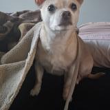 Picture of dog lost at Chilliwack