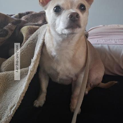 Photo 1/1 Angel Chien lost in Chilliwack