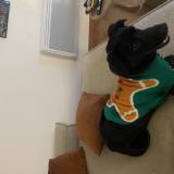 Picture of dog lost at Bel Air Salon De Provence