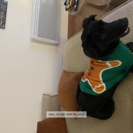 Photo 1/3 Vie Chien lost in Bel air salon de provence