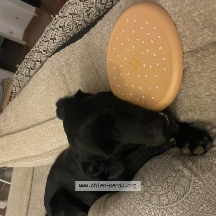 Photo 2/3 Vie Chien lost in Bel air salon de provence