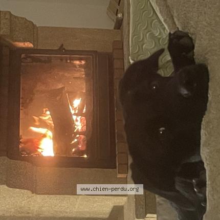 Photo 3/3 Vie Chien lost in Bel air salon de provence