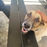 Picture of dog lost at Santo Domingo