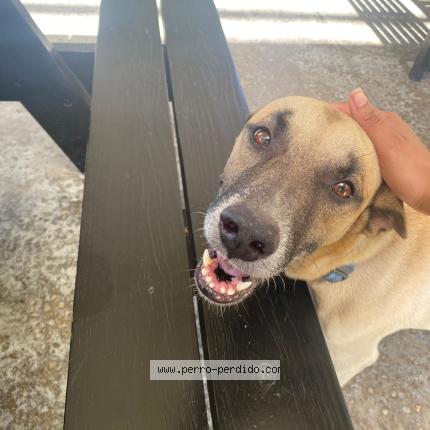 Photo 1/1 Stephany Dipres Chien lost in Santo domingo