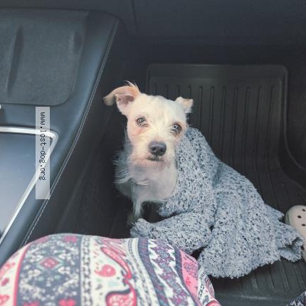Photo 1/1 Found dog Found in Daly City