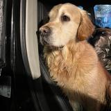 Picture of dog found at Flourens