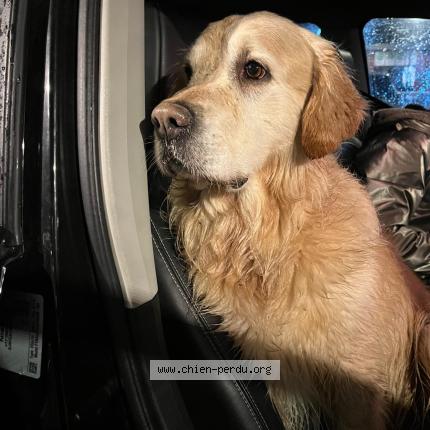 Photo 1/1 Found dog Found in Flourens