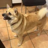 Picture of dog lost at Avignon