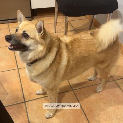 Photo 1/1 Shaggy Chien lost in Avignon