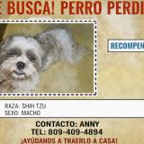 Picture of dog lost at Santo Domingo
