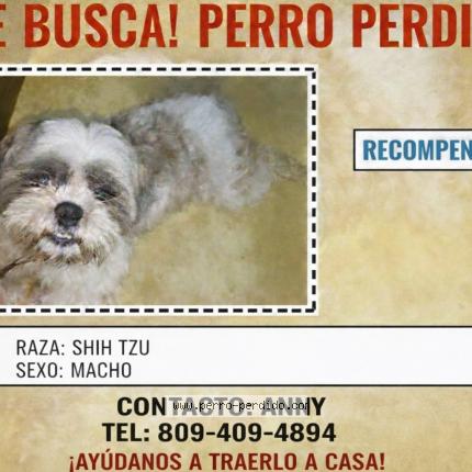 Photo 1/1 Herdido shih tzu Chien lost in Santo domingo