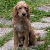 Picture of dog lost at Villebois Les Pins