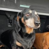 Picture of dog lost at Puerto Maldonado Madre De Dios