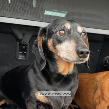 Photo 1/1 JACK Chien lost in Puerto maldonado madre de dios