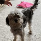 Picture of dog lost at Le Perreux Sur Marne