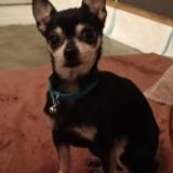 Picture of dog lost at Saint Leu La Foret