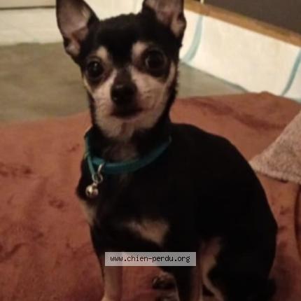 Photo 1/1 Cookie Chien lost in Saint leu la foret