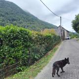 Picture of dog lost at Bonac Irazein