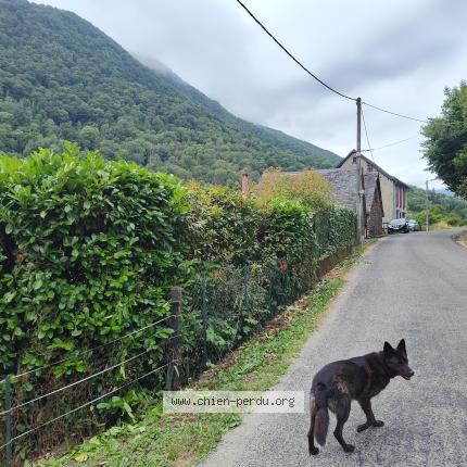 Photo 1/1 Isha Chien lost in Bonac irazein