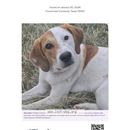 Photo 1/1 Reunited dog Found in Converse